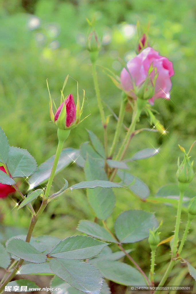 月季花朵花卉