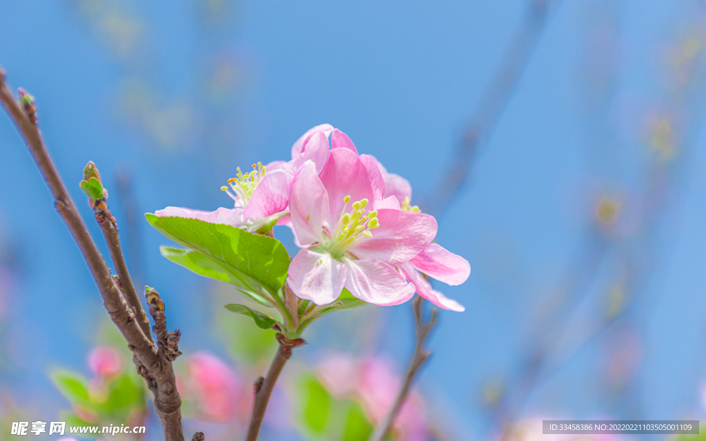 海棠花
