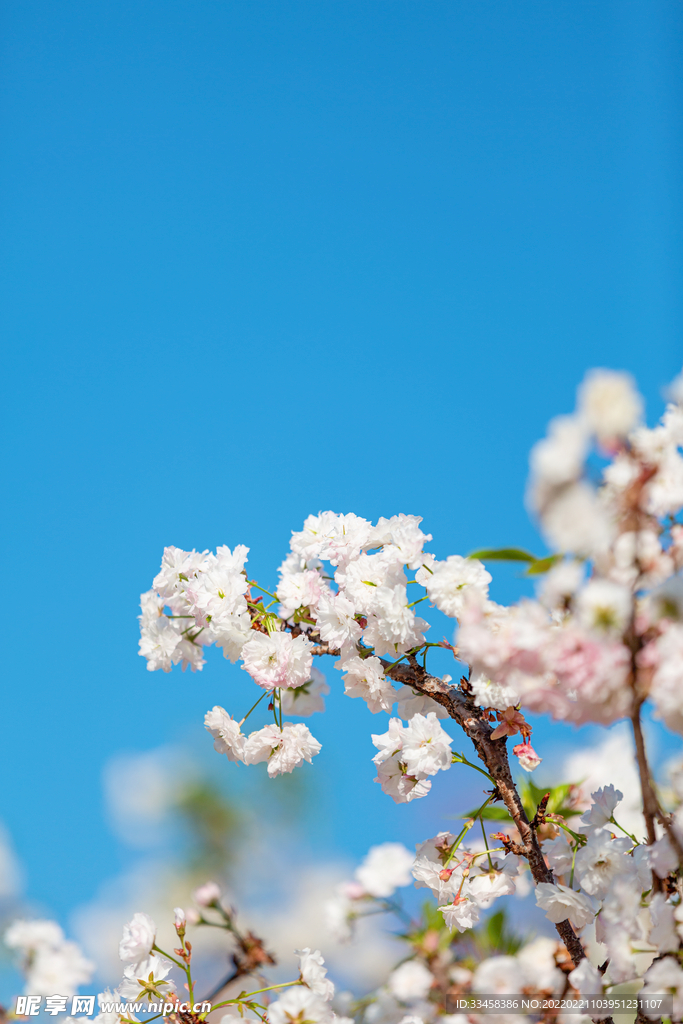 櫻花春分花公園賞花