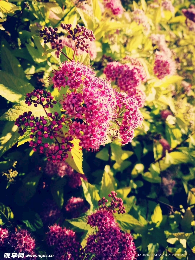 花朵圖
