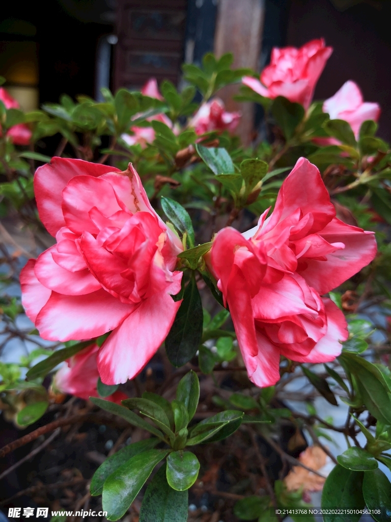 鮮花花朵花卉 