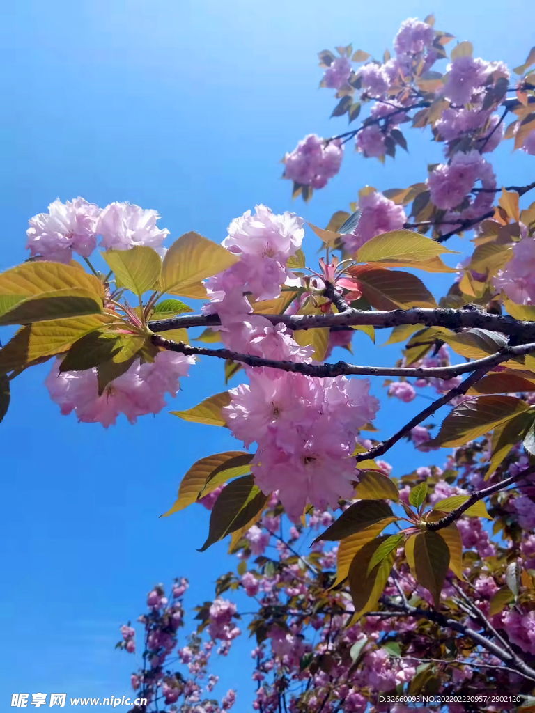 粉红色日本晚樱花