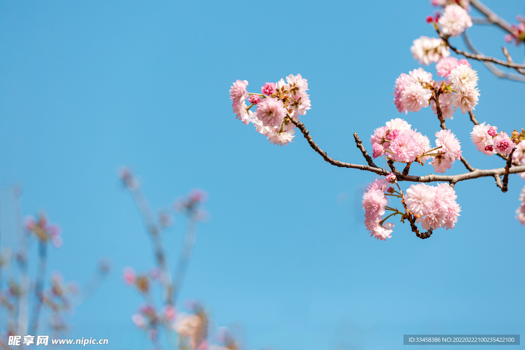 櫻花春分花朵生態(tài)園賞花