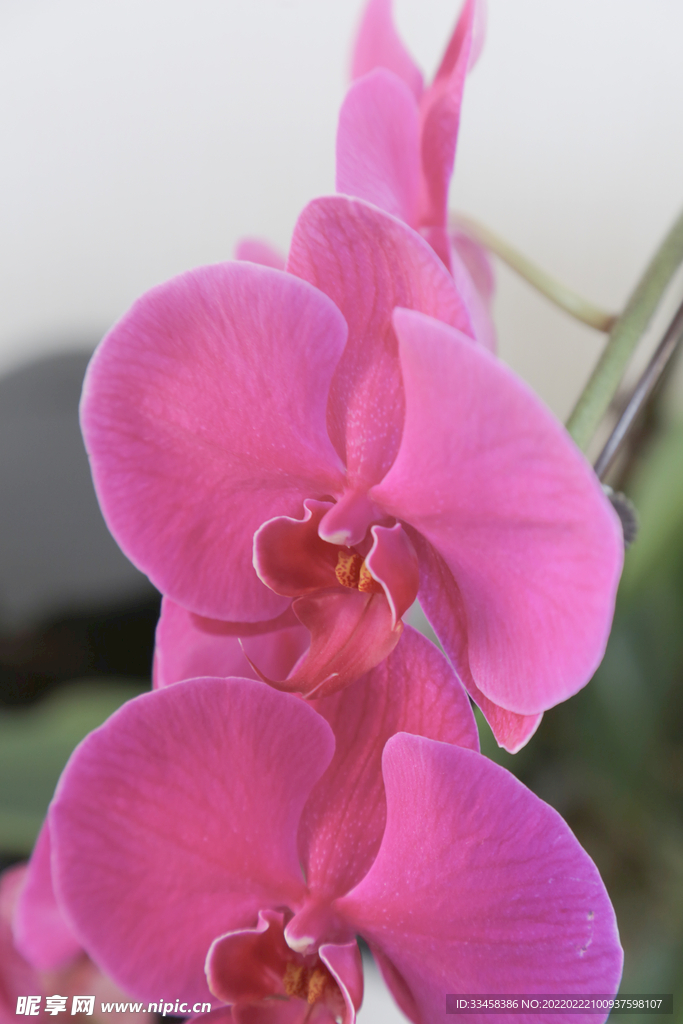 花卉花朵攝影圖立春春分