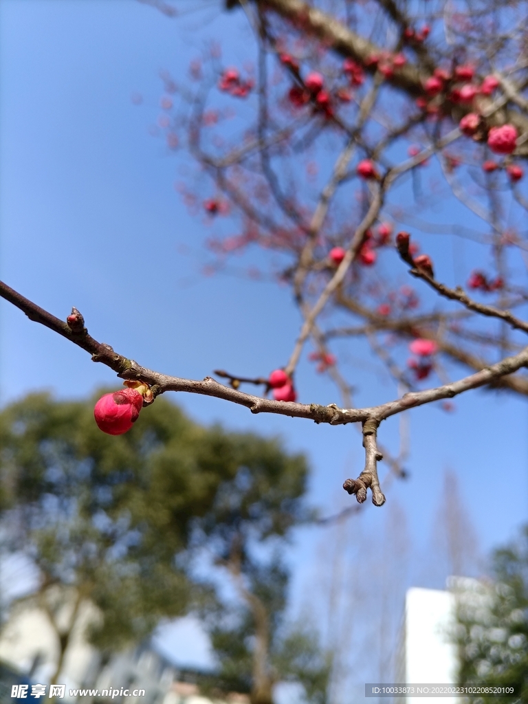 春