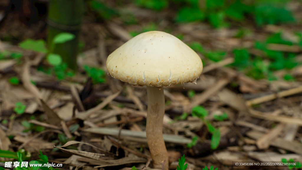 蘑菇撐傘春天竹園
