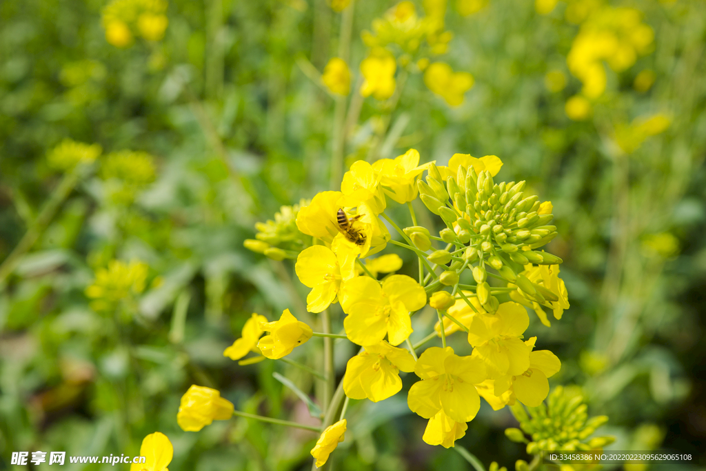 田野里黃燦燦油菜花