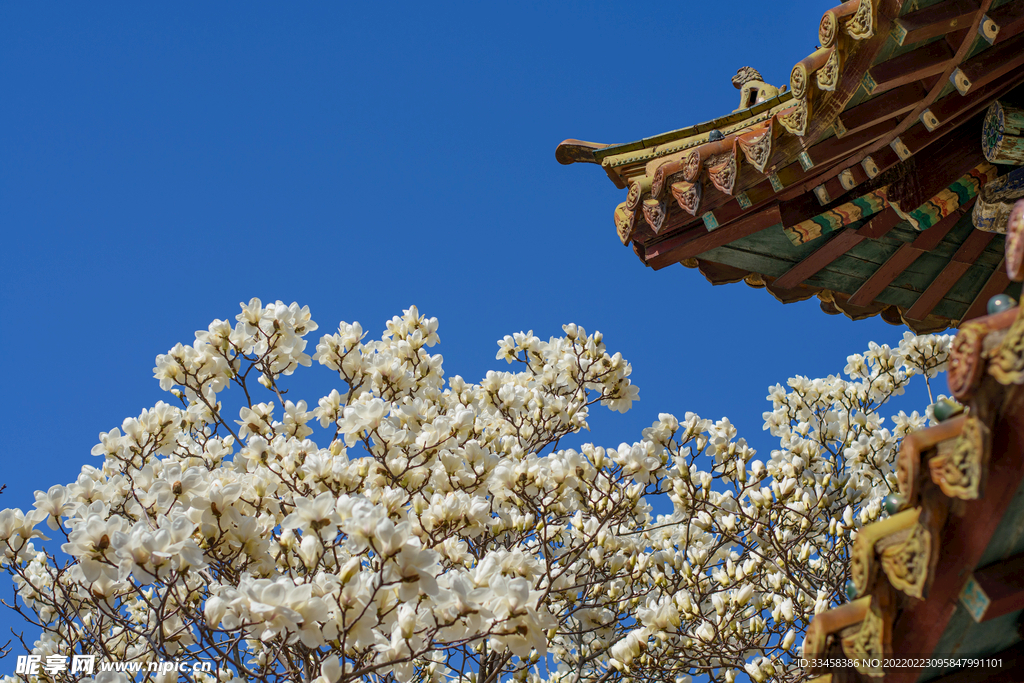 白玉蘭春分玉蘭花古建筑