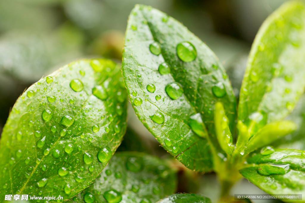 自然風景植物綠色下雨雨季
