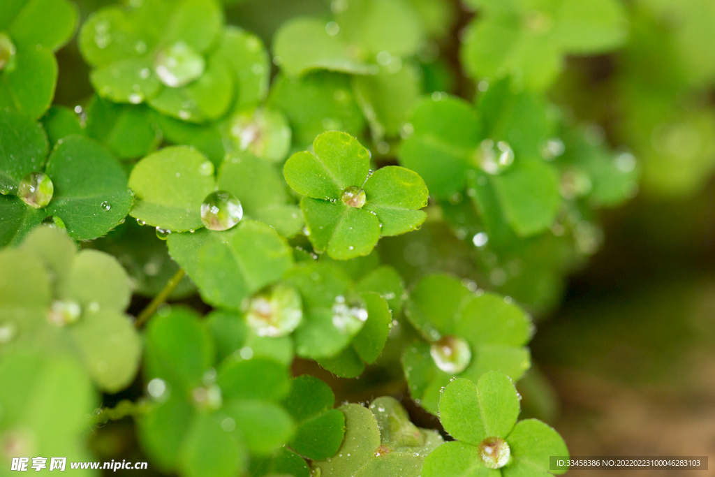 植物雨季綠色大自然清新