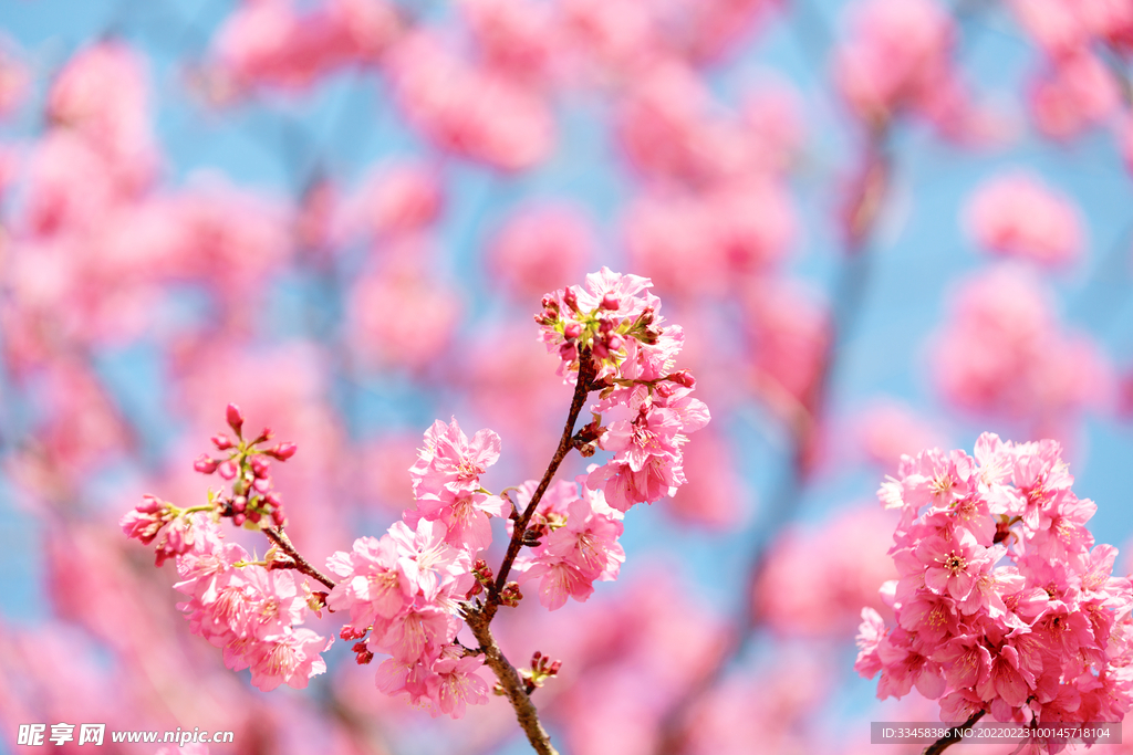 櫻花春分花朵家里賞花