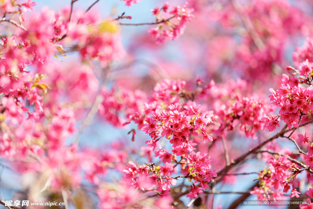 櫻花春天粉色花公園