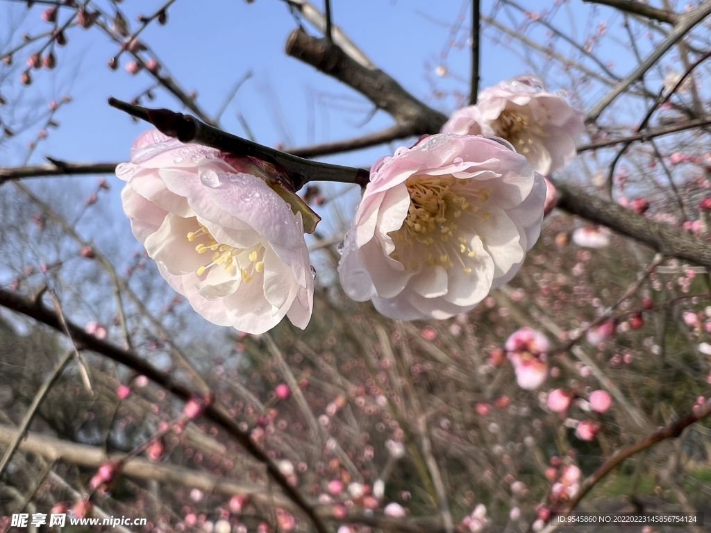 高清梅花特寫攝影照片
