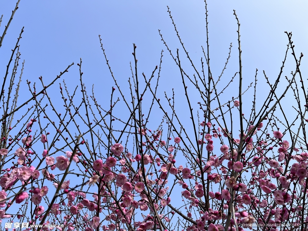 紅梅梅樹梅花梅林高清攝影照片