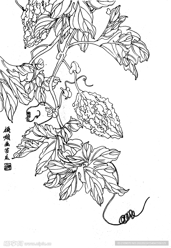 苦瓜