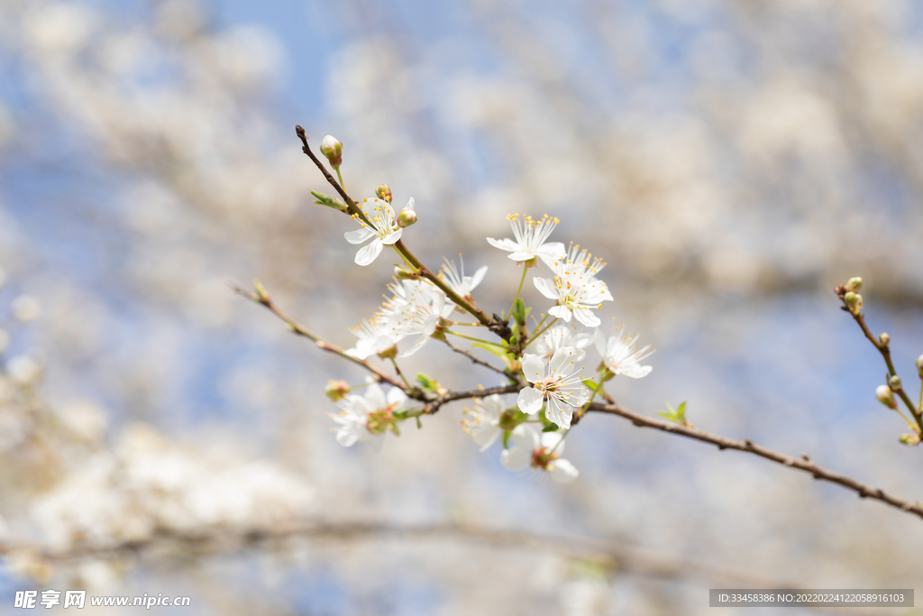 春季歐洲李花盛開(kāi)