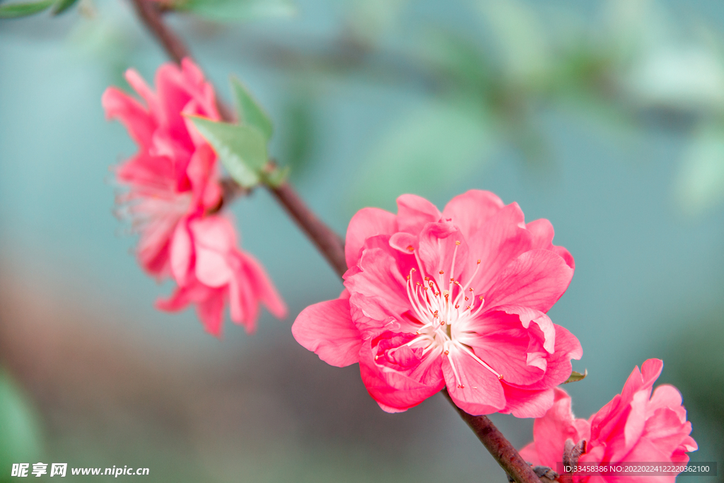 古風(fēng)桃花