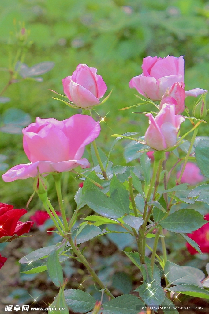 月季花朵花卉 