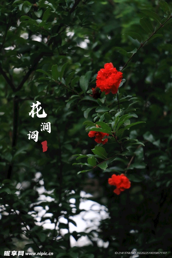 月季花朵花卉