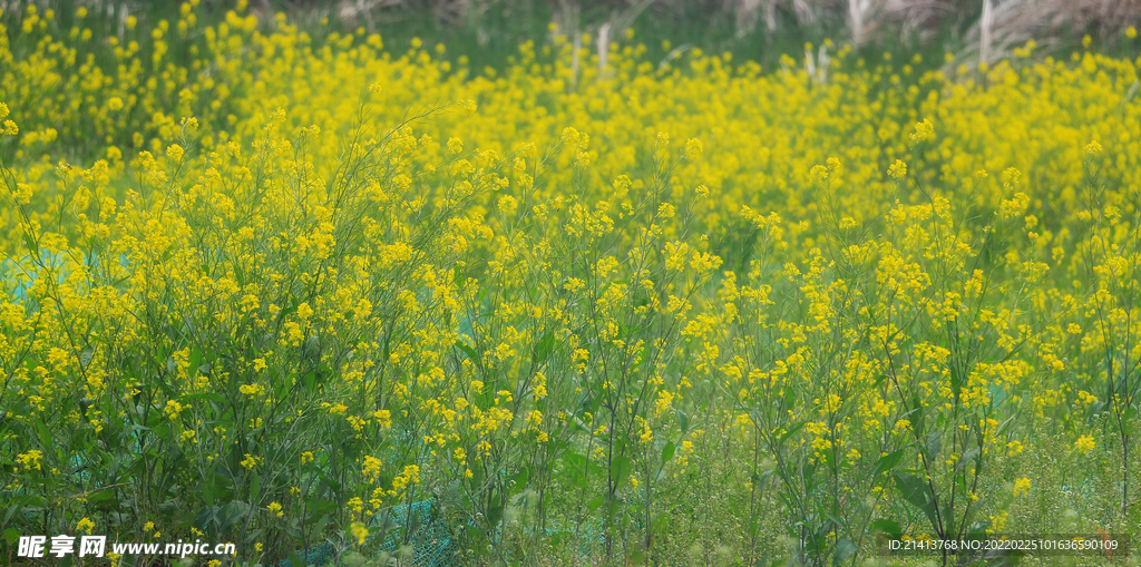 油菜花花卉 