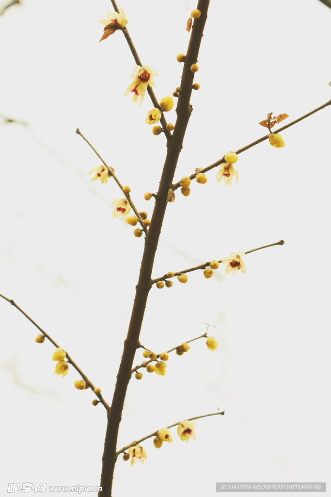 臘梅寒梅梅花