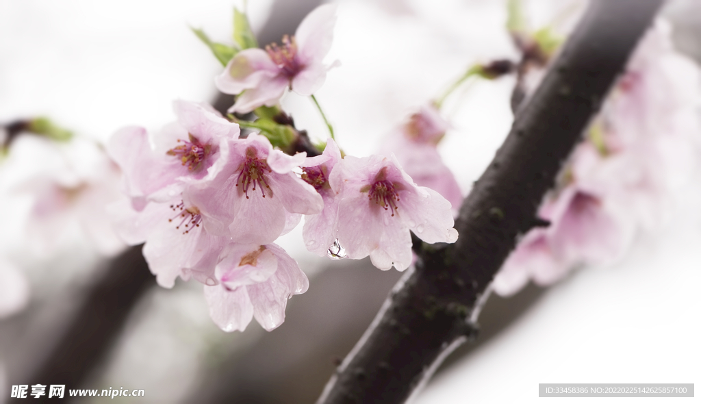 春天公園賞花櫻花雨后盛開