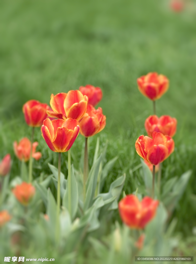 春天陽光下橙紅郁金香花