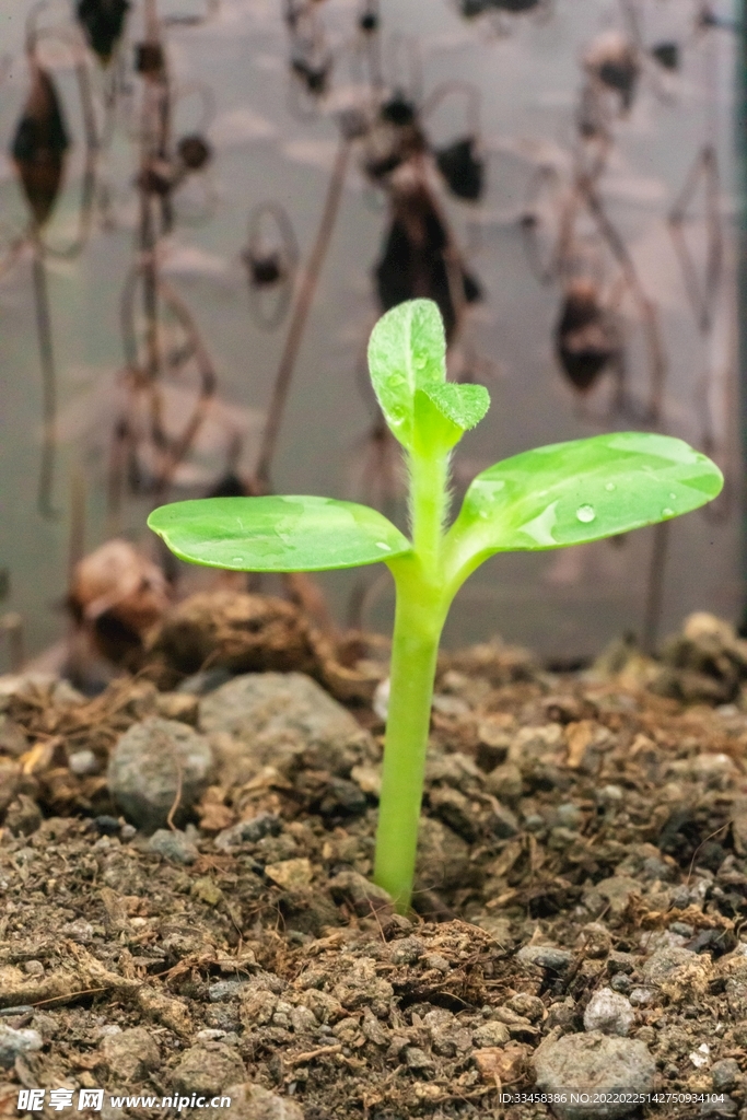 春季植物豆苗戶外