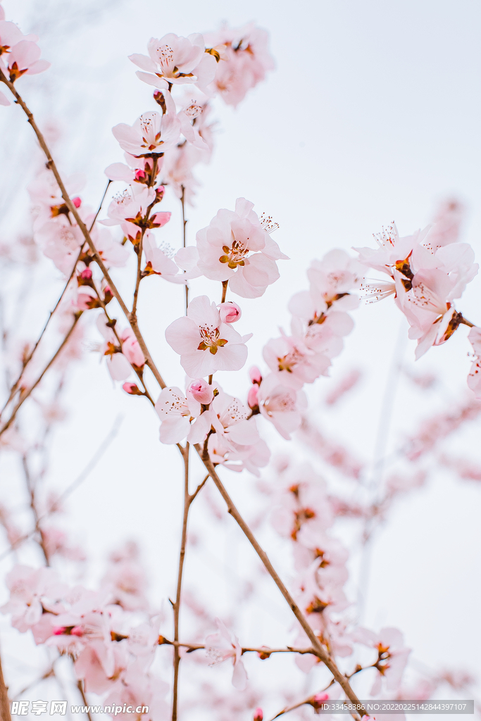 春暖花開春天山桃花戶外公園
