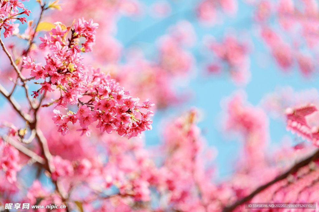 櫻花春天花公園開花攝影圖