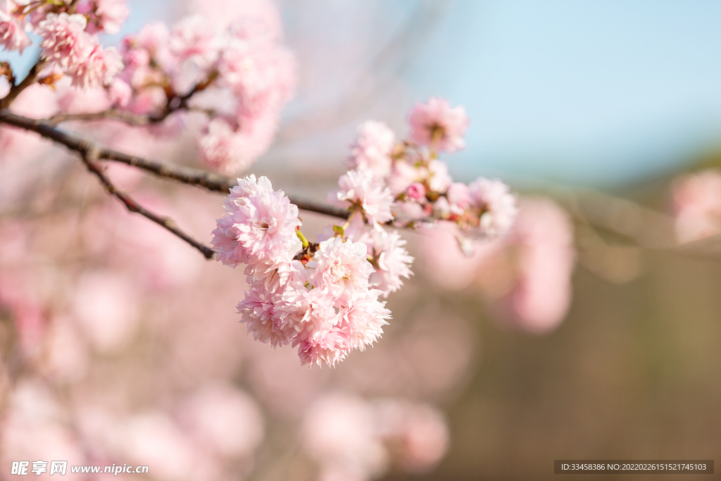 櫻花春花朵公園賞花攝影圖