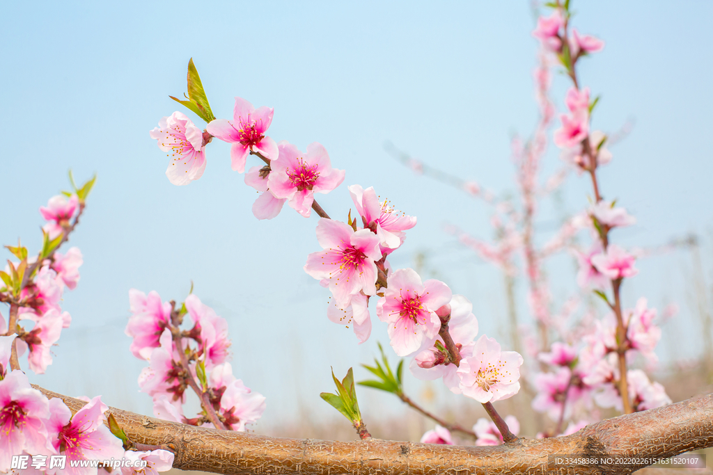 春天開花春天桃花桃林