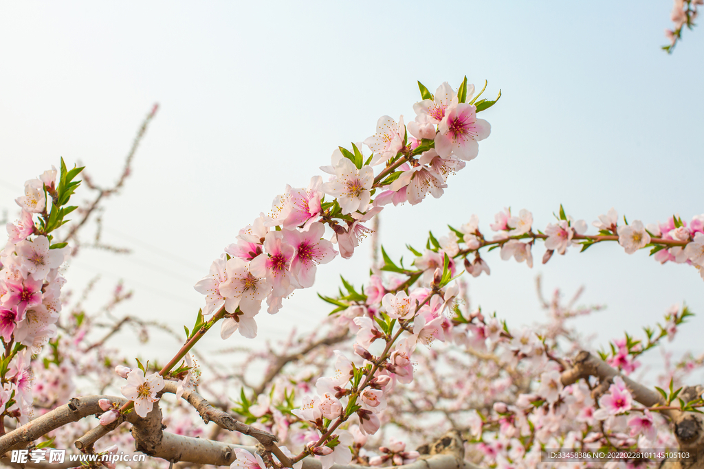 自然風景春天桃花戶外