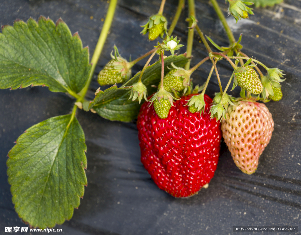 草莓高清大图 