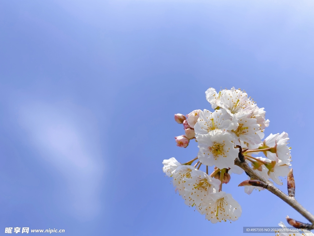 樱桃花