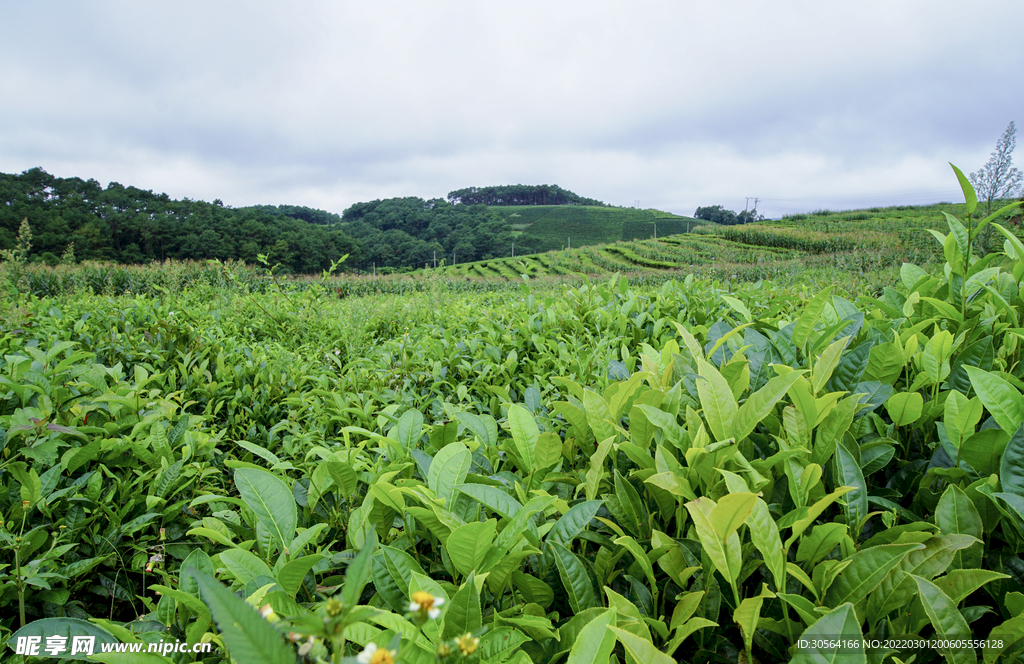 綠茶茶山