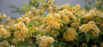 黄花 自然风景 壁纸