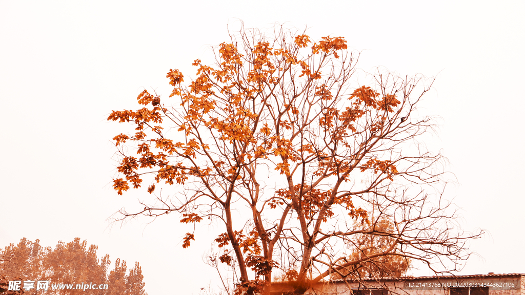 秋天紅葉風景