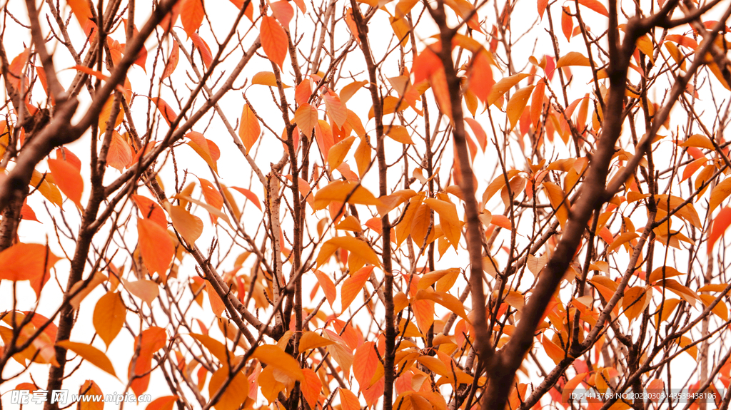 秋天紅葉風景