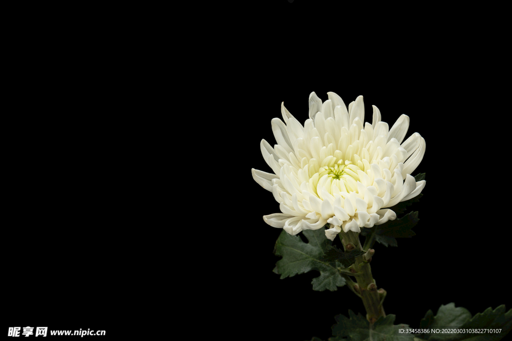 清明節菊花白菊花