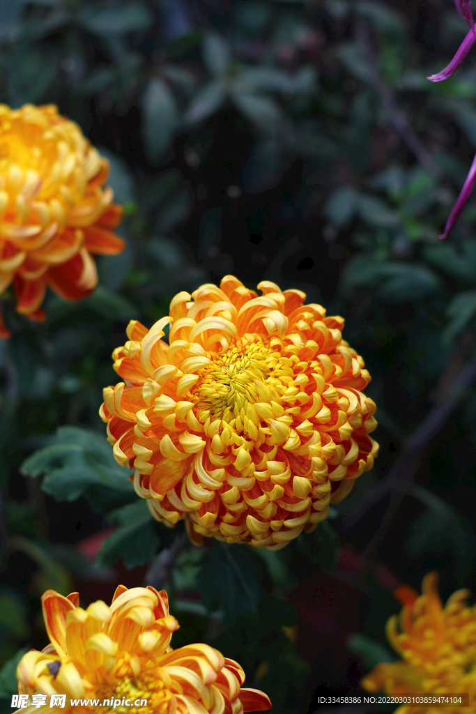 生態(tài)晌午菊花