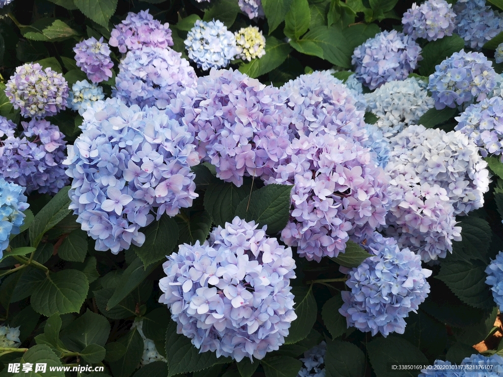 繡球花