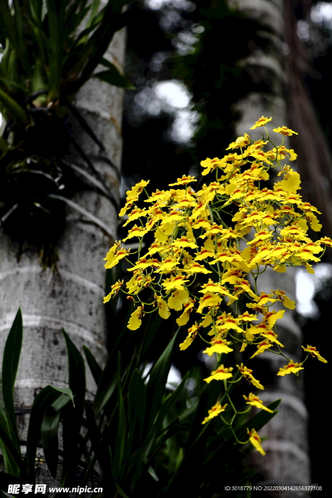 小黃花