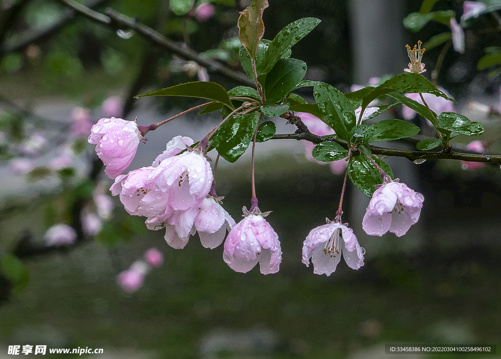 下雨海棠花
