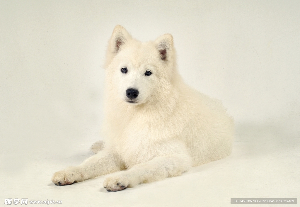 狗犬皮毛