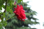 红色月季花