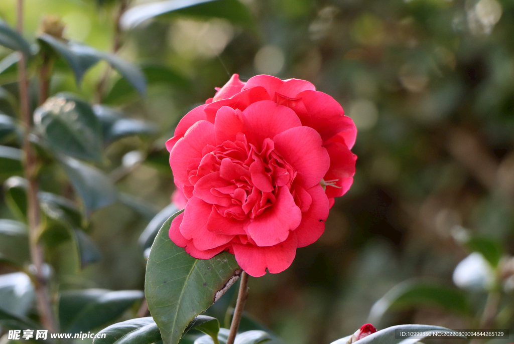 山茶花