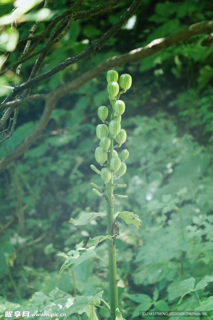綠植綠葉植物