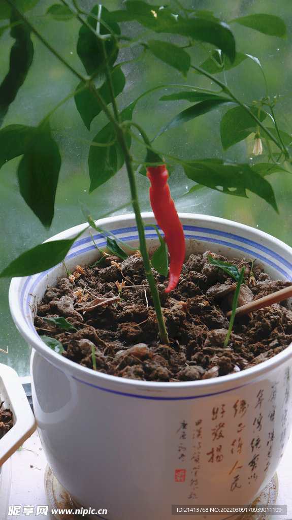 綠植綠葉植物 