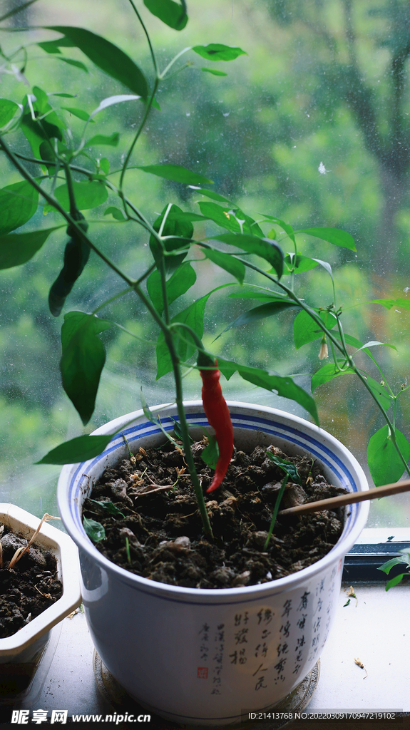 綠植綠葉植物